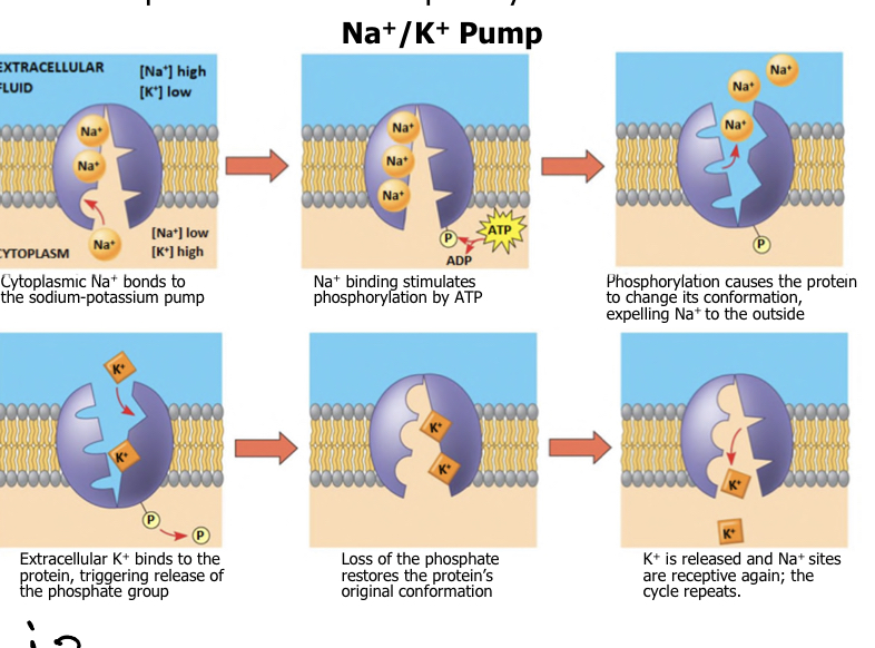 <p>The sodium-potassium pump</p><p>2K+ in (low conc. out and high conc. in the cell)</p><p>3Na+ out (high conc. out and low conc. in the cell)</p>