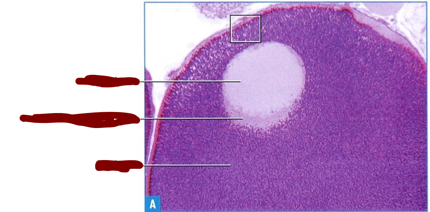 <p>Section through a mature frog primary oocyte </p>