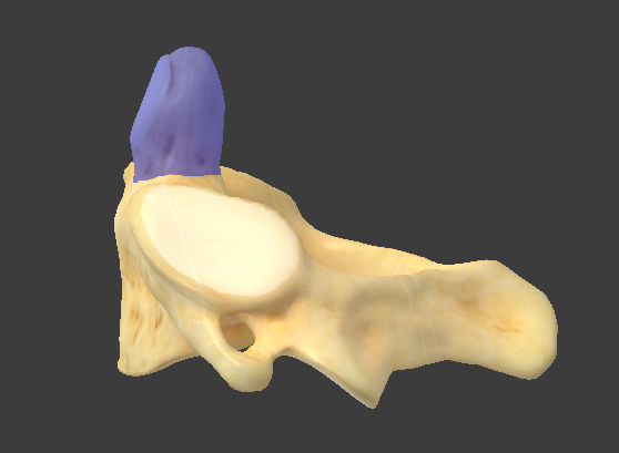 <p>What is the highlighted structure and what bone is it located in?</p>