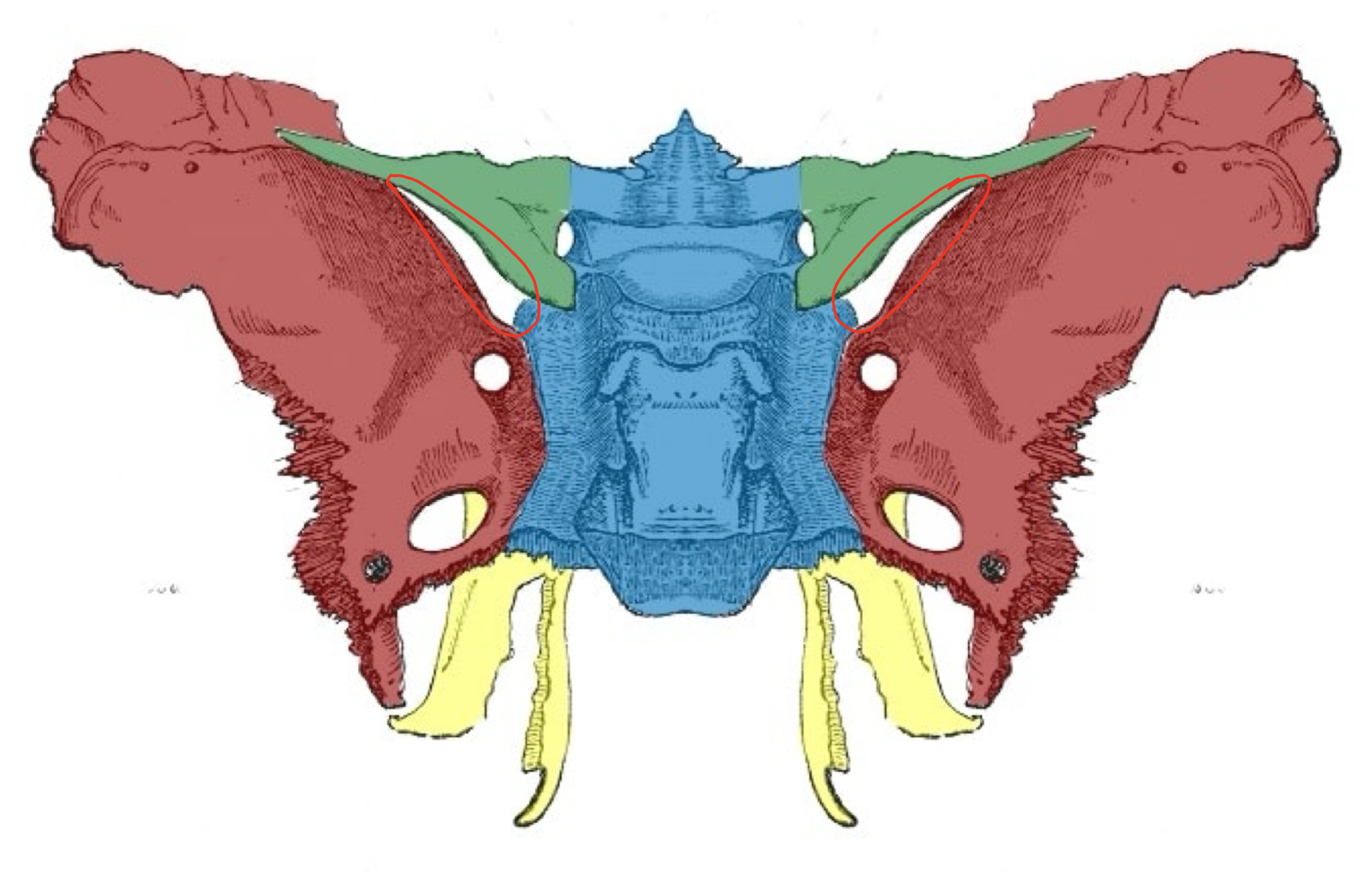 term image