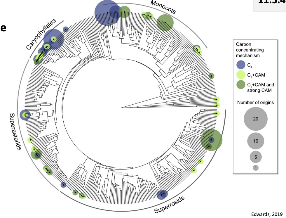 <ul><li><p>60 times independently in angiosperms</p></li></ul><p></p>