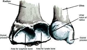 <p>surface for carpal bone (1st)</p>