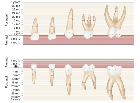 <p>-roots of anterior teeth narrower mesiodistally than permanent teeth</p><p>-posterior teeth have longer and more slender roots in relation to crown size</p><p>-molar roots flare more as they approach the apex</p><p>-apical foramina may be larger and accessory canals often larger and more numerous</p>