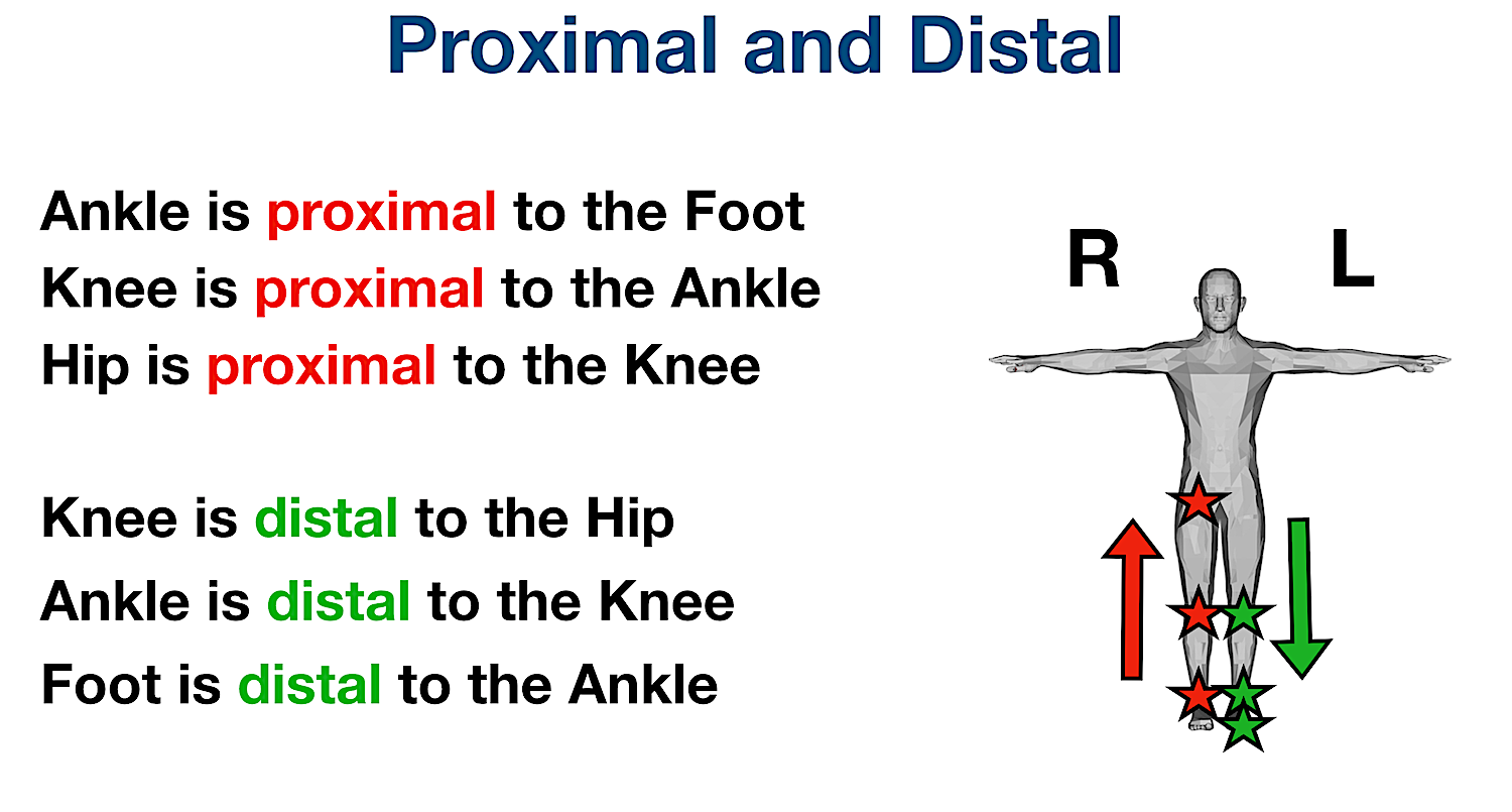 <p>distal- away from torso</p><p>proximal- close to torso</p><p></p>