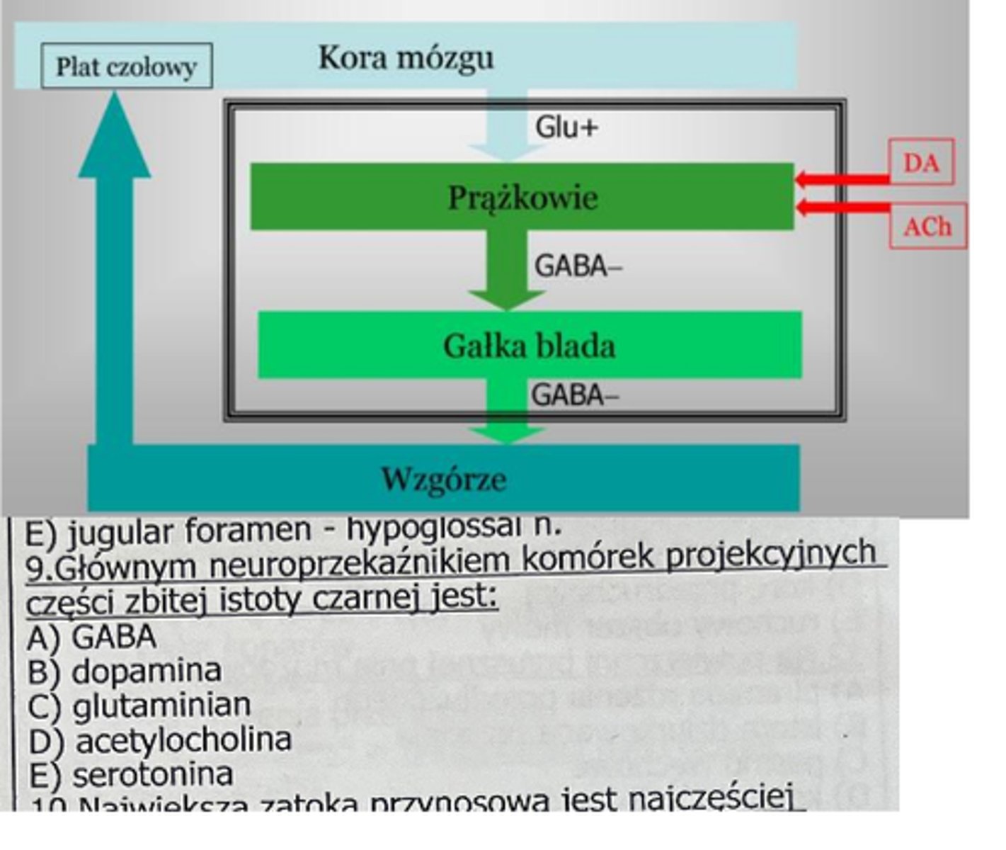 <p>9</p><p>8. Układ pozapiramidowy / jąder podstawnych</p><p>a) zawiera struktury:</p><p>- kresomózgowia: gałka blada i prążkowie (jądro ogoniaste i skorupa),</p><p>- międzymózgowia: jądro niskowzgórzowe</p><p>- śródmózgowia: istota czarna</p><p>b) Prążkowie: 90% neurony projekcyjne GABA-ergiczne z enkefaliną lub substancją P; aksony</p><p>neuronów GABA/Enk osiągają gałkę bladą zewnętrzną, a GABA/P gałkę bladą wewnętrzną)</p><p>c) Klasyczna pętla neuronalna (na obrazku):</p><p>kora mózgu → prążkowie → gałka blada → wzgórze → kora mózgu</p><p>! źródłem dopaminy dla prążkowia jest część zbita istoty czarnej</p>
