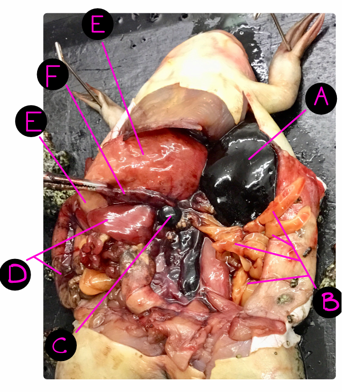 <p>Where is the stomach?</p>