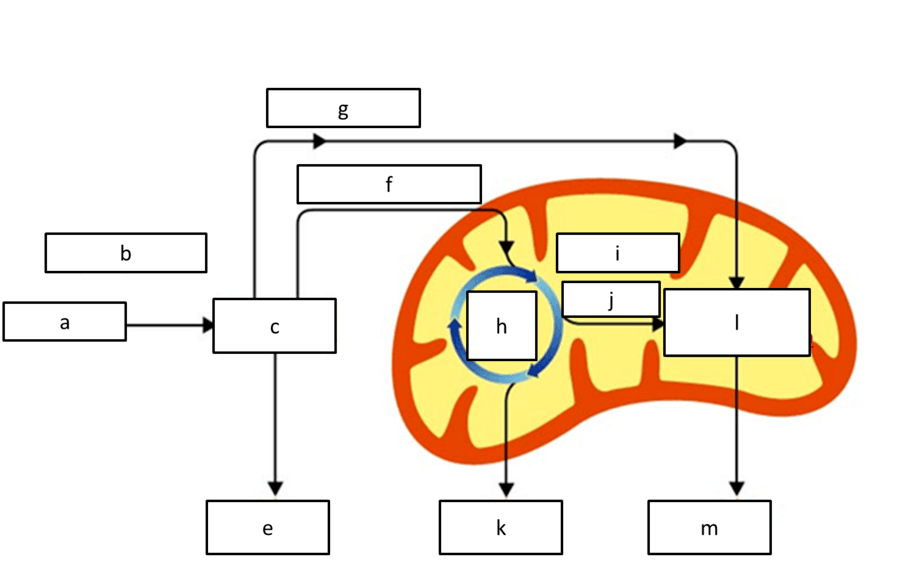 what process is represented by C 