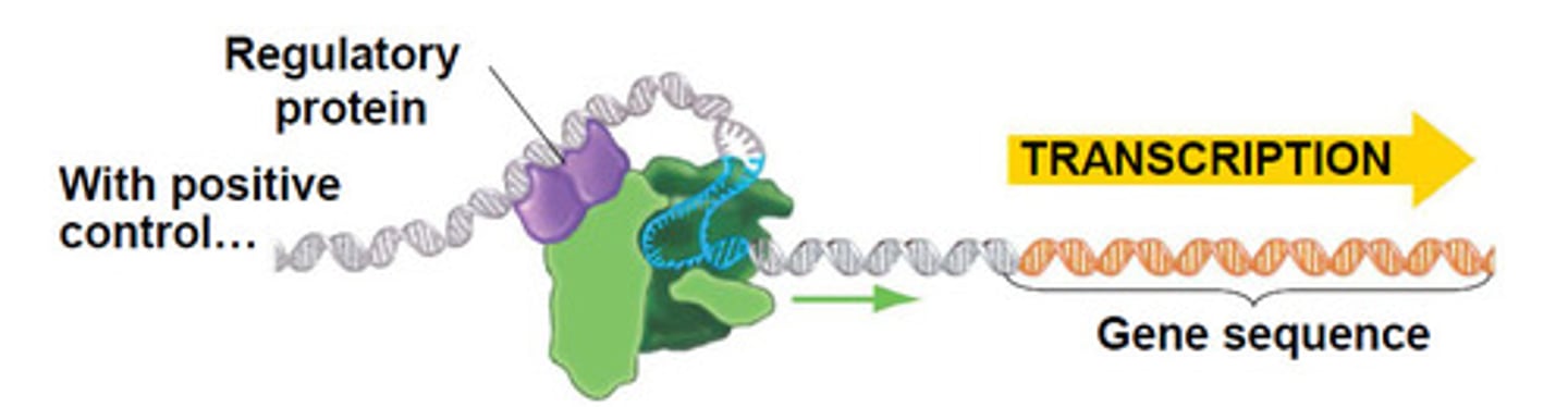 <p>regulatory protein triggers transcription</p>