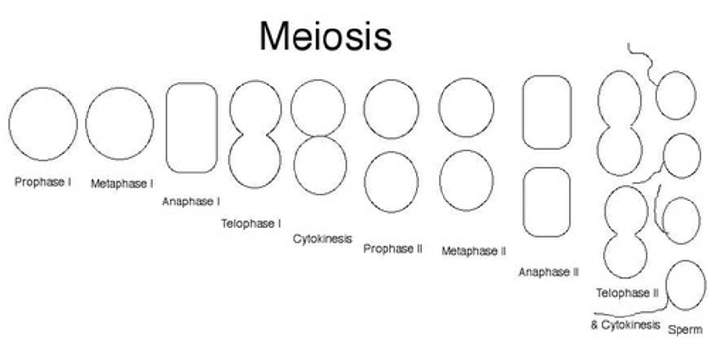 <p>The end product of meiosis for males is four viable sperm cells.</p>