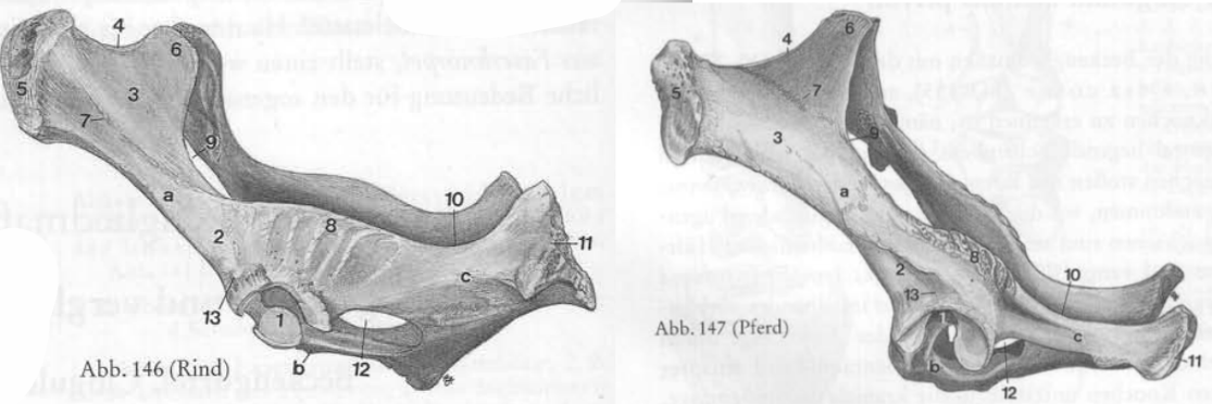<p>Rappel structures osseuses → Bassin latéral</p>