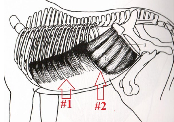 <p>What is this muscle? What is its purpose? Where does it originate and insert? (1 &amp; 2)</p>