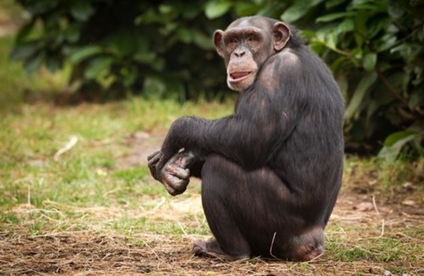 <p>a small, very intelligent African ape with black or brown fur<br>Eg: As the chimpanzees decided which objects were to be named and shown, they also incorporated many aspects of the teacher's role into their own behavior.</p>