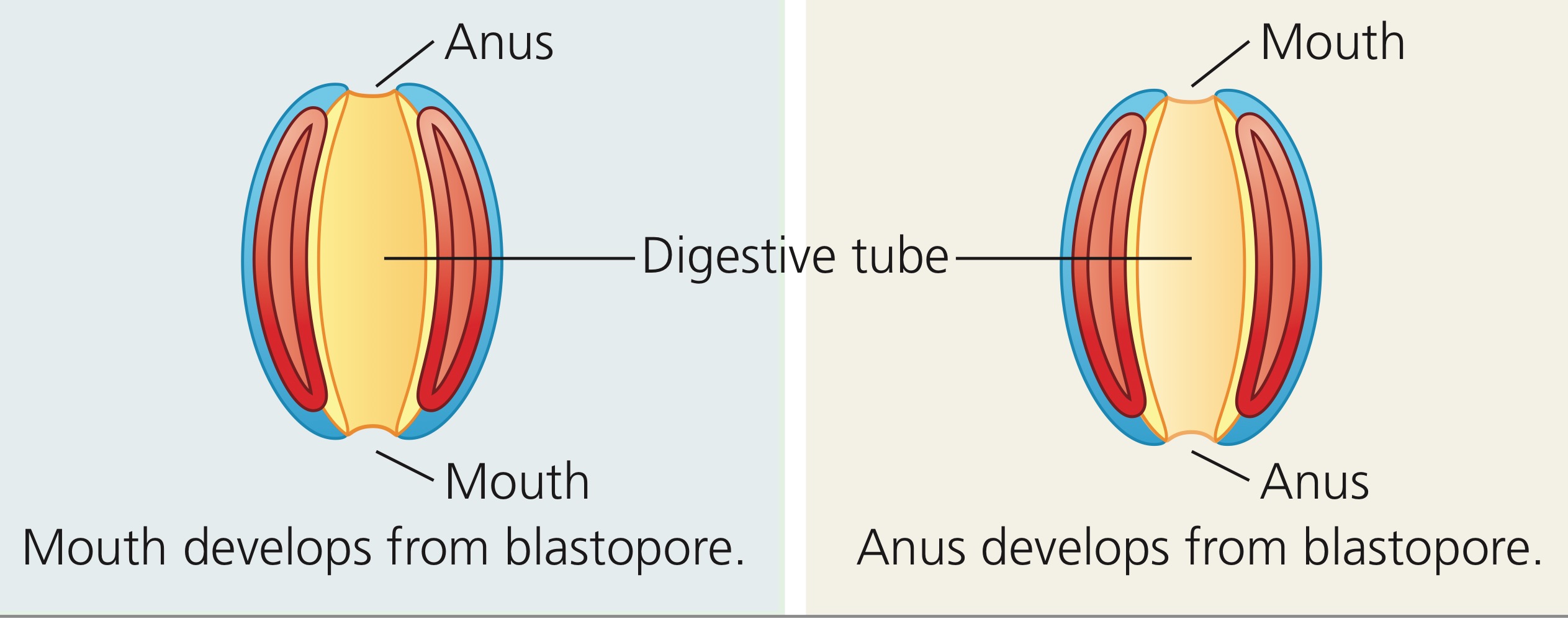 <p>Protostome development has the blastopore becoming the mouth, while deuterostome development has the blastopore becoming the anus.</p>