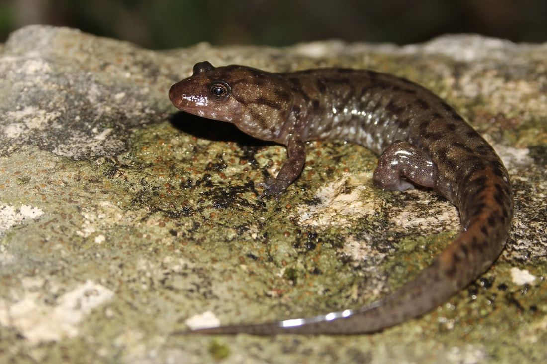 <p>Seal Salamander</p>