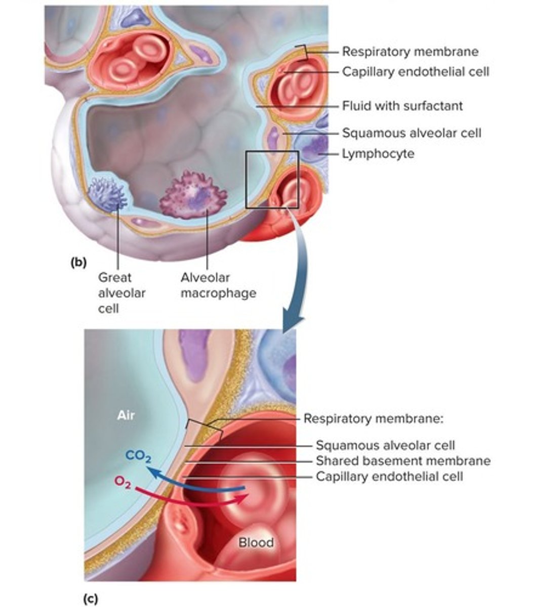 <p>Millions of thin-walled, microscopic air sacs where gas exchange occurs with the bloodstream.</p>