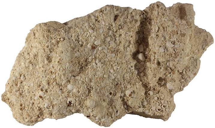 <p>Identify the sedimentary rock</p>