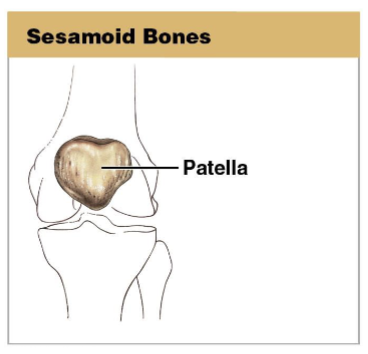 <p>Inside tendons of the knee, hands, and feet.</p>