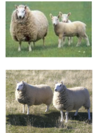 <p>Developed in Hill country b/w Scotland &amp;England, produce valuable small carcassses</p>