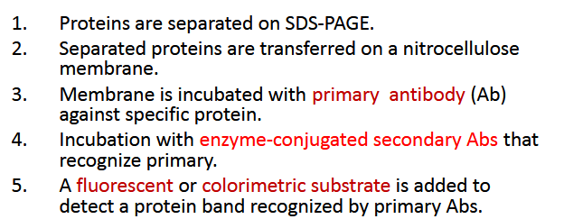 <p><span>Protein separation by size using SDS PAGE and Detection of specific protein(s) using antibodies. </span></p>