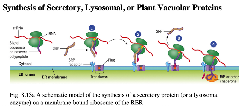 <ol><li><p>Co-translocation deposits protein into the ER lumen</p></li><li><p>Polypeptide signal sequence 6-15 hydrophobic amino acid resides, targeting pp to ER membrane</p></li><li><p>Signal sequence recognized by signal recognition particle (SRP)</p></li><li><p>SRP binds pp and ribosome, arresting synthesis</p></li><li><p>complex is recruited to ER thru interactions btwn SRP and SRP receptor</p></li><li><p>Ribosome goes to translocon. Once attached, signal sequence is recognized, pp is inserted into translocon channel</p></li></ol><p></p>