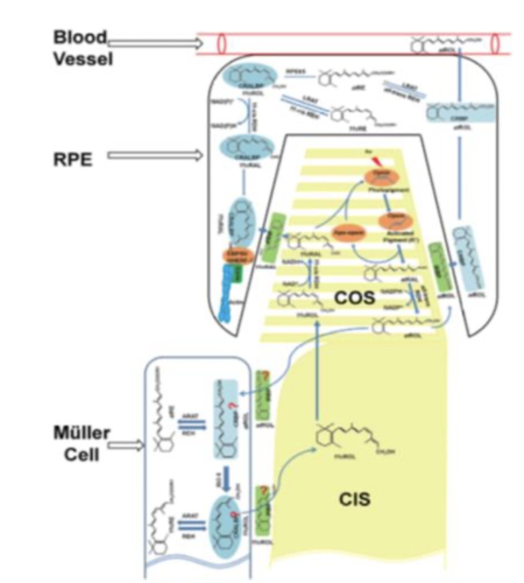 <p>cones are able to use both RPE and muller cells to get recycled chromophore</p>