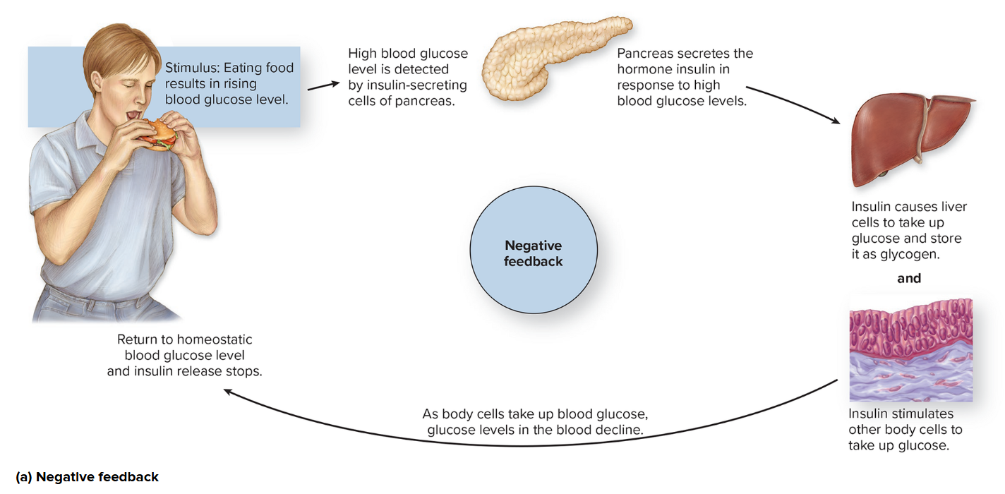 <p>Stimulus: Eating Food results in a rising blood glucose level. </p><p></p><ol start="2"><li><p>High blood glucose level is detected by insulin-secreting cells of the pancreas.</p></li></ol><p></p><ol start="3"><li><p>Pancreas secretes the hormone insulin in response to high blood glucose levels. </p></li><li><p>Insulin causes liver cells to take up glucose and store it as glycogen.  and insulin stimulated other body cells to take up glucose. </p></li><li><p>As body cells take up blood glucose, glucose levels in the blood decline.</p></li><li><p>Return to homeostatic blood glucose level, and insulin release stops.  </p></li></ol><p></p><p></p><p>Negative feedback occurs when the end product acts tot turn off or slow down the pathway. </p>