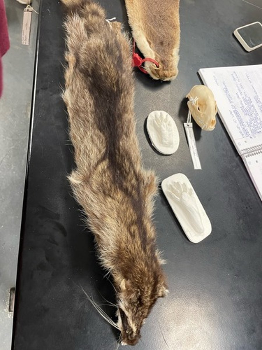 <p>Family: Procyonidae</p><p>Genus & Species: Procyon lotor</p>