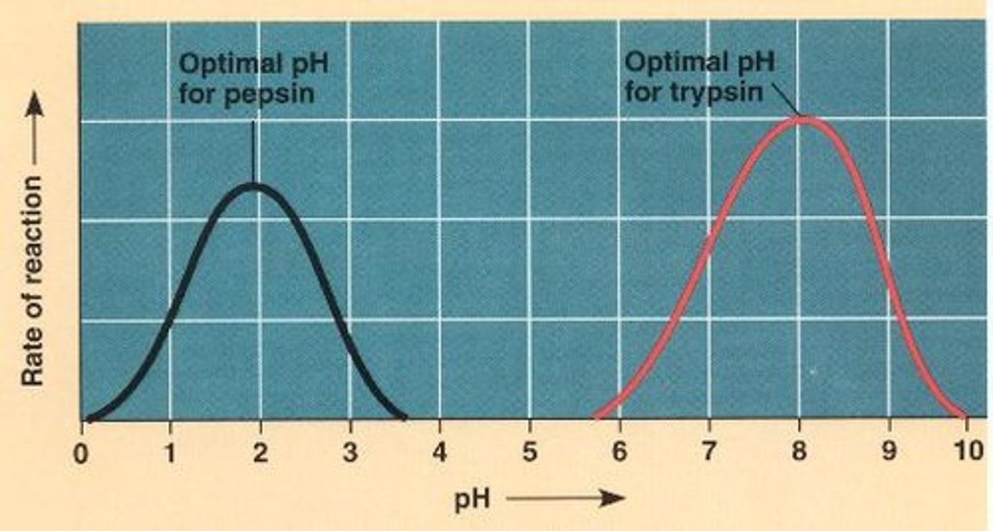 <p>pH at which an enzyme works best</p>