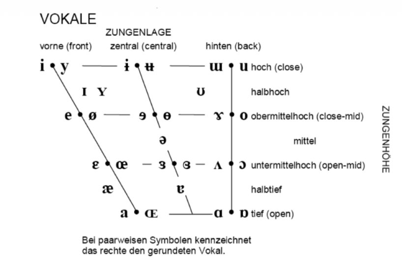 <p><span>Vokaltrapez</span></p>