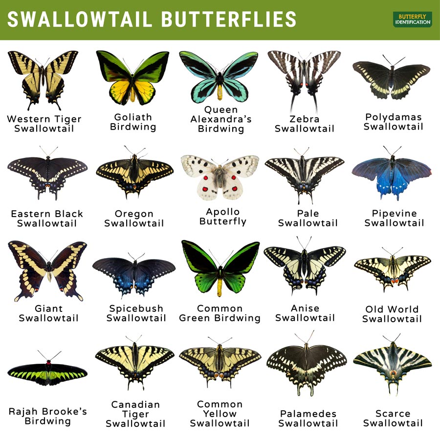 <p>Swallowtail Butterflies</p><p>Order Lepidoptera</p>