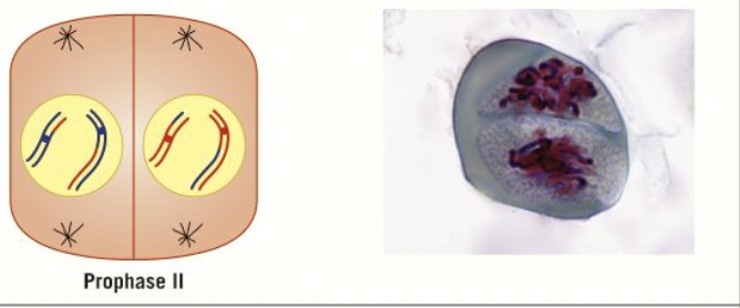 <ol><li><p>the chromosomes- which still consist of 2 chromatids condense and become visible again </p></li><li><p>nuclear envelope breaks down</p></li><li><p>spindle formation begins</p></li></ol>