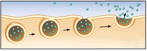 <ul><li><p>Large particles that must leave the cell are packaged in vesicles.</p></li><li><p>The vesicle travels through the cell membrane and fuses with it.</p></li><li><p>The cell releases the particle to the outside of the cell.</p></li></ul>