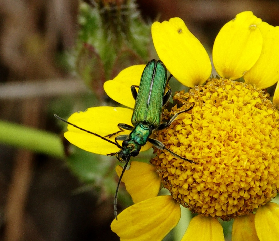 <p>false blister beetles (Scheinbockkäfer)</p><p>slender, soft-bodied beetles of medium size found mostly on flowers and foliage</p>