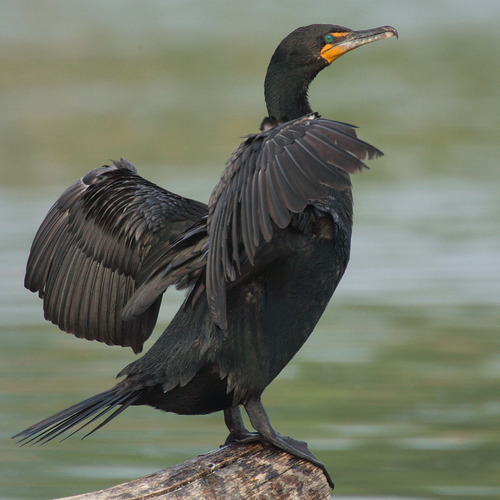 <p>Order: Suliformes Family: Phalacrocoracidae</p>