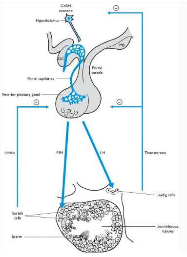 <p>testosterone inhibition of GnRH from hypothalamus and release of LH</p>
