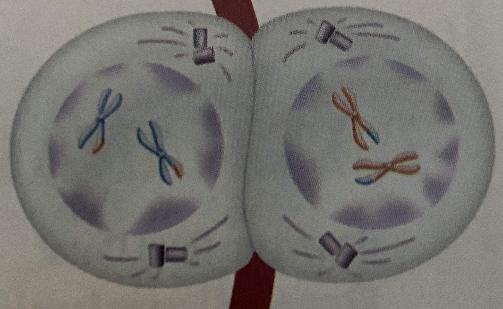 <p>What stage of Meiosis is this?</p>