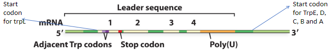 <ul><li><p>contains 4 repeat sequences: 1, 2, 3, and 4 that can bind to each other in 2 ways: </p><ul><li><p>1 with 2 and 3 with 4 </p></li><li><p>2 with 3</p></li></ul></li></ul>