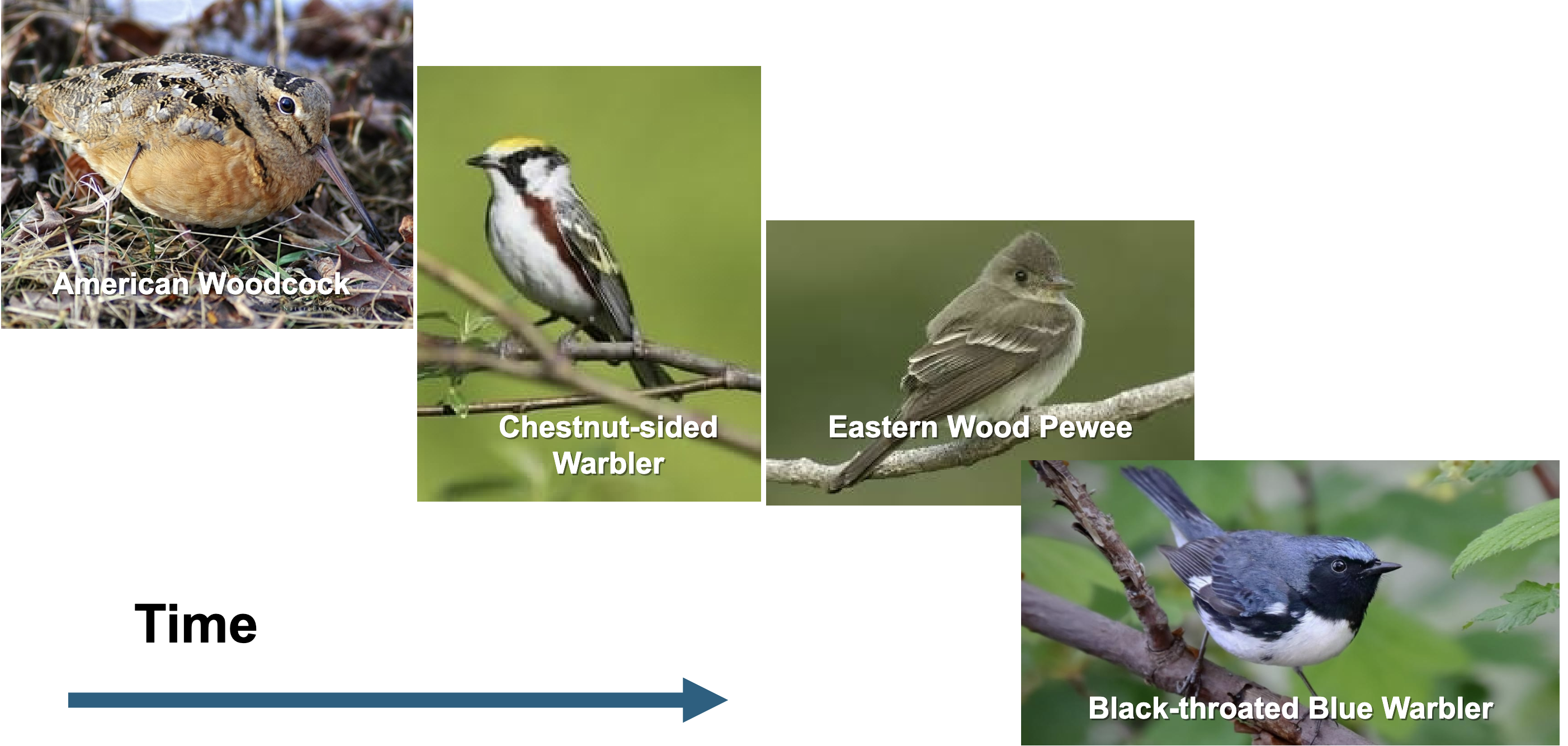 <p>Ecosystems shift depending on the age and stability of the habitats they inhabit.</p>