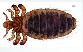 <p>Sucking louse-cattle</p>