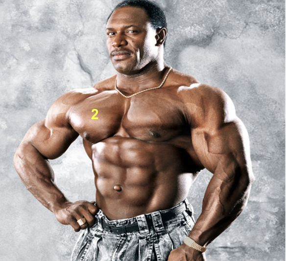 <p>Pectoralis Major—Flexion and adduction of the arm / also more apparent, like seen in this human model </p>