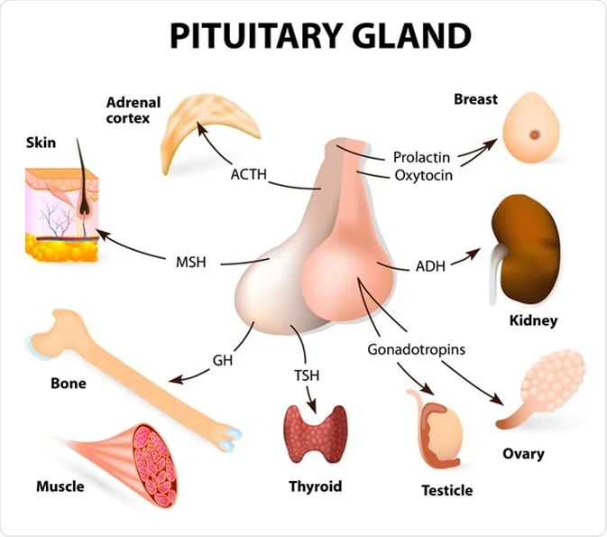<p>Pituitary Gland Hormone</p>