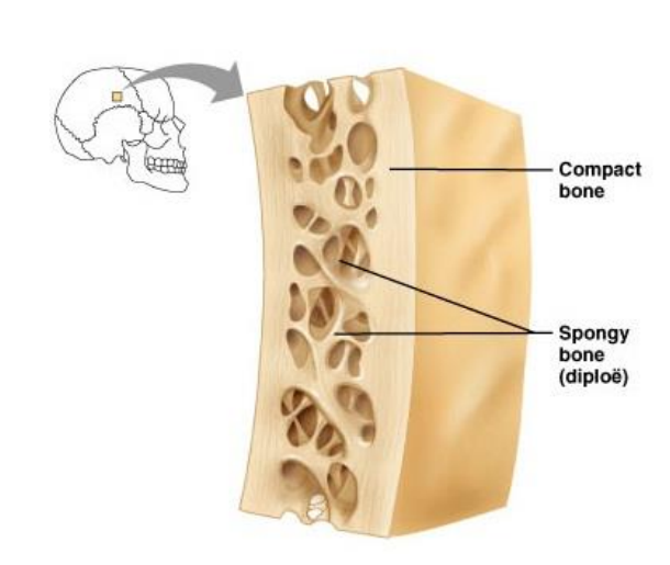 <p>Flat bones consist of two outer layers of compact bone (external and internal tables) covered by the periosteum with a central layer of spongy bone known as diploë. Endosteum lines internal surface of the spongy bone. </p><p>Unlike long bones, flat bones do not have a medullary cavity; instead, red bone marrow is found within the spongy bone.</p>