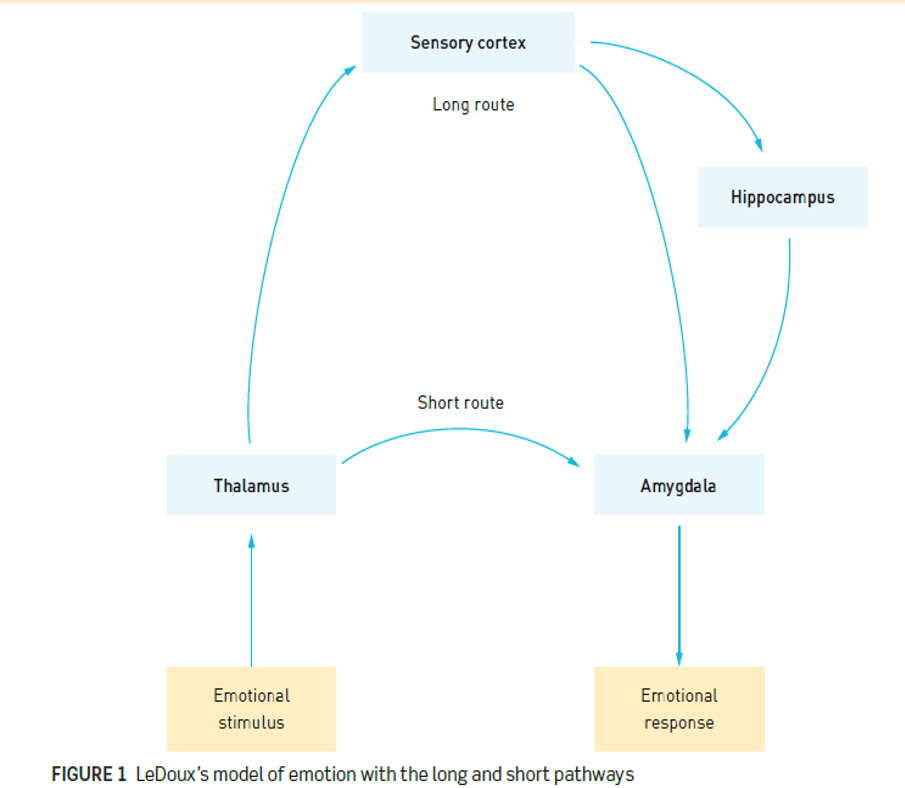 <p>investigate:</p><ul><li><p>brain processes fear and emotional responses, specifically in the amygdala</p></li><li><p>studied reactions to threats, distinguishing between two pathways for emotional processing: the “short route” and the “long route”</p></li></ul><p>findings:</p><ul><li><p>short route (fast, unconscious reaction)</p><ul><li><p>environmental stimuli → thalamus → amygdala</p></li><li><p>initial appraisal for situation = beneficial in F-F-F response, and actives necessary physiological systems (ie nervous system) quickly</p></li></ul></li><li><p>long route (slower, conscious processing)</p><ul><li><p>environmental stimuli → thalamus → sensory cortex → hippocampus → amygdala</p></li><li><p>allowing time to consider the whole situation, ie am i in danger?, instead of instantly reacting</p></li></ul></li></ul><p></p>