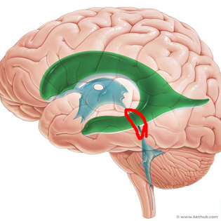 <p>how third ventricle is connected to fourth ventricle</p>