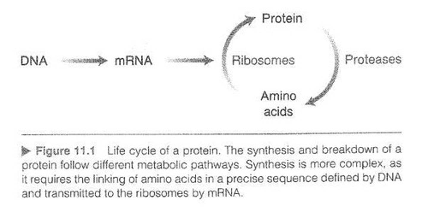 <p>Protein synthesis and proteolysis.</p>