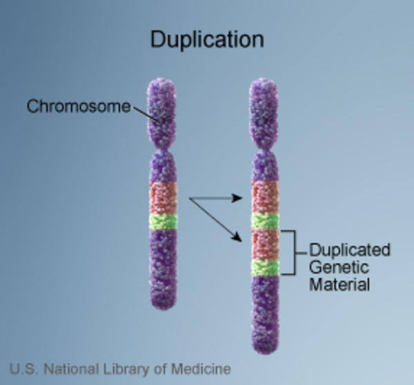 <p>repeated region in chromosome…Ex. Charcot-Marie Tooth</p>