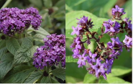 <p><span style="font-family: &quot;Gowun Batang&quot;, serif;">Bushy plant with dark green leaves and dome-shaped clusters of violet to white fragrant flowers.</span></p>