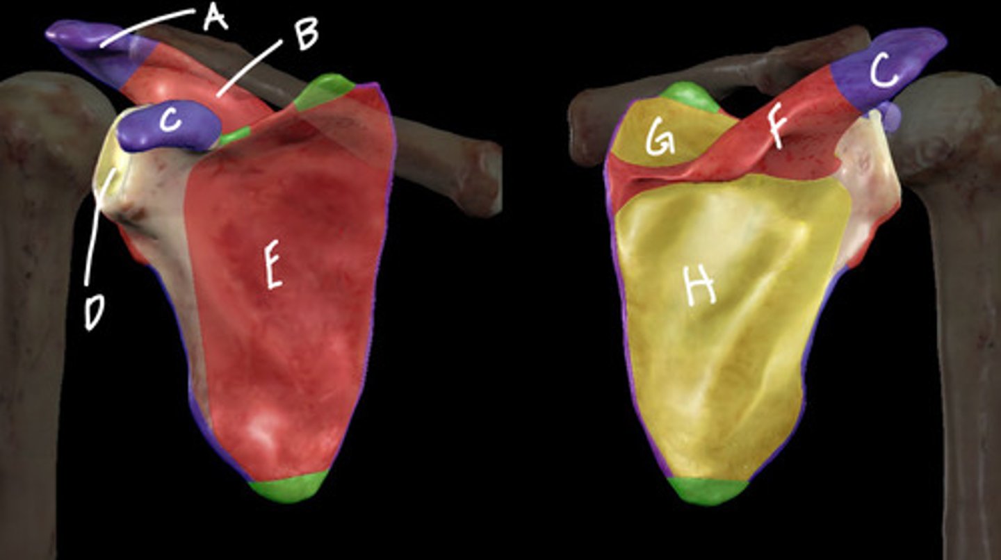 <p>C</p>