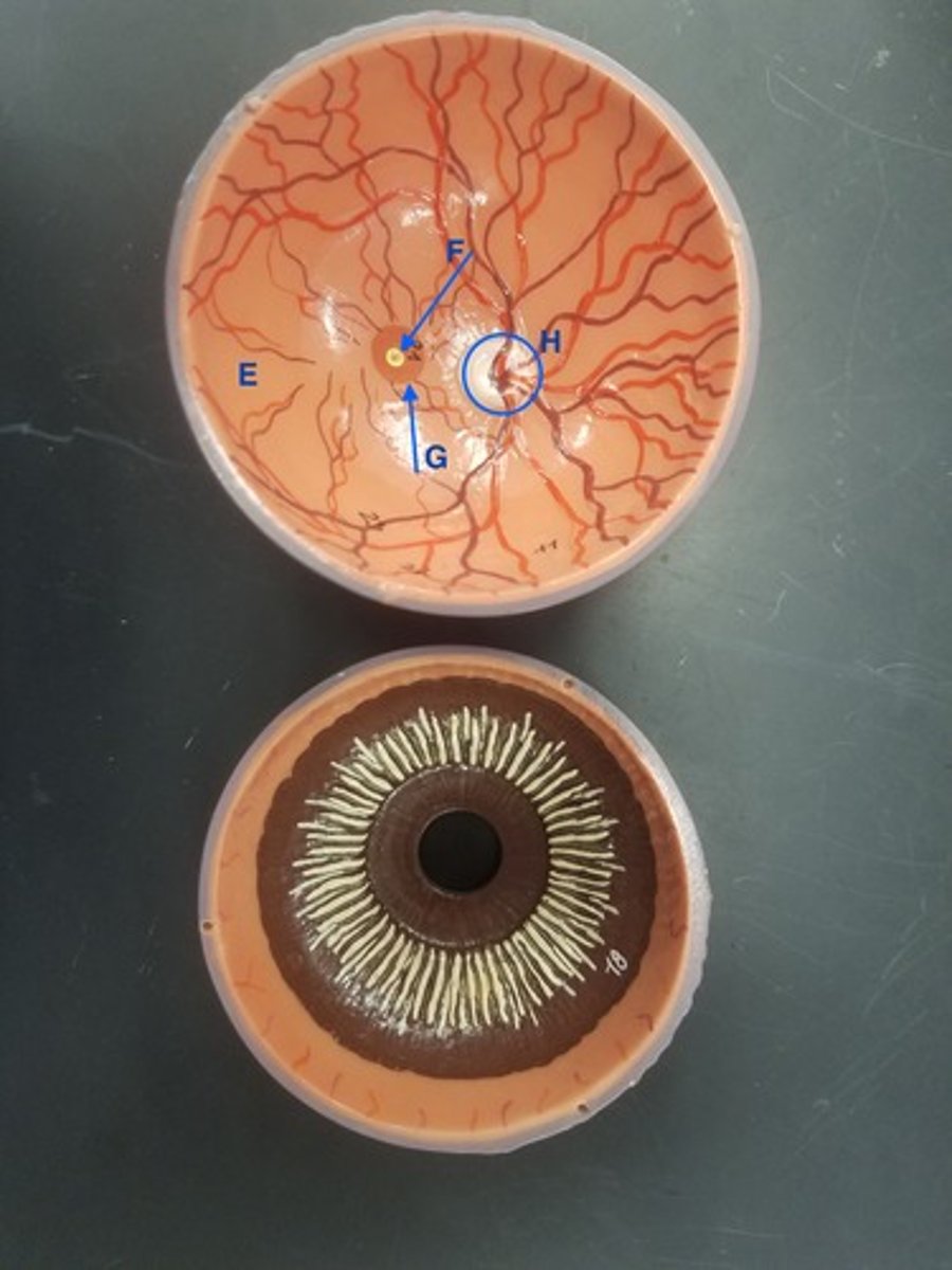 <p>Identify Structure G</p>