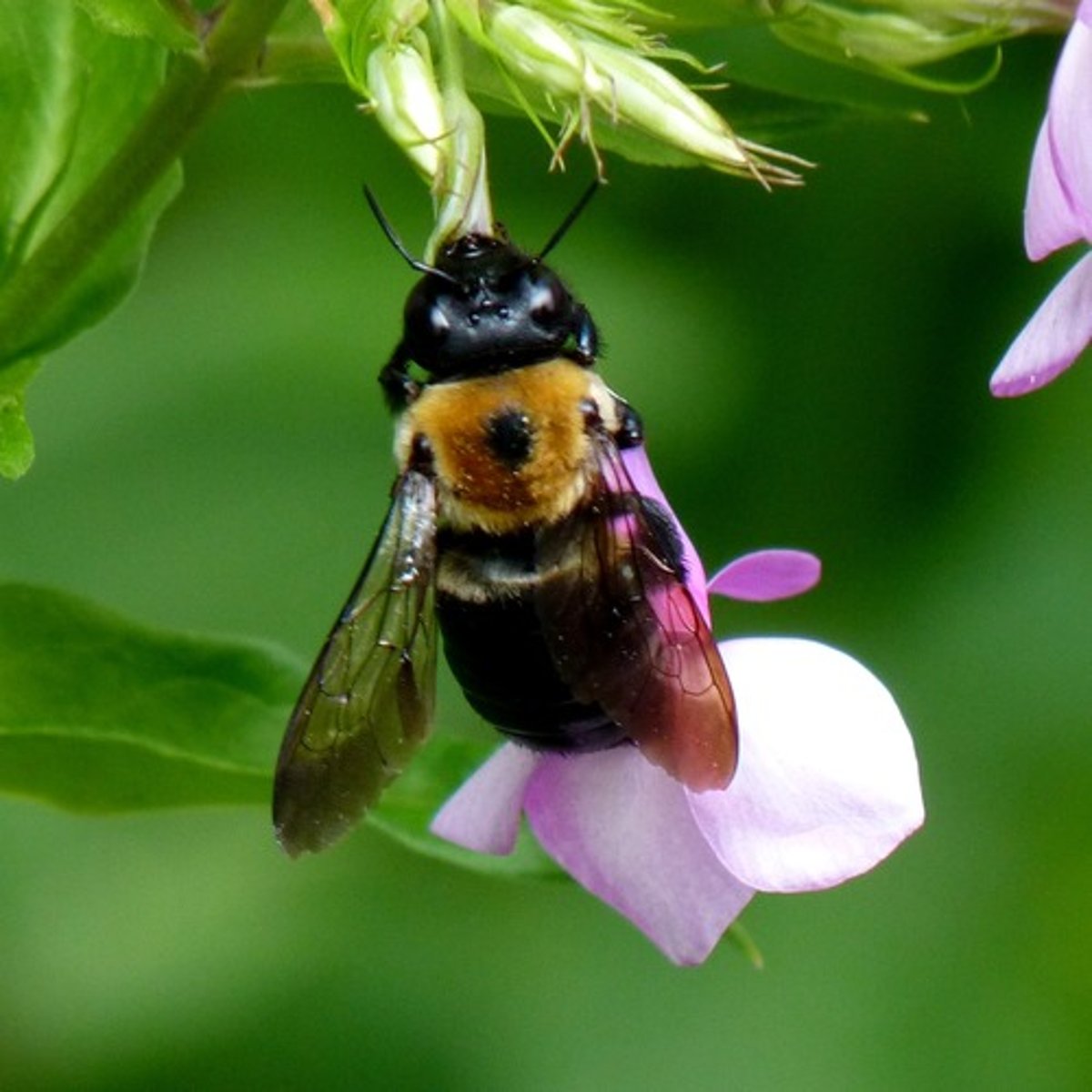 <p>Bee Family</p>